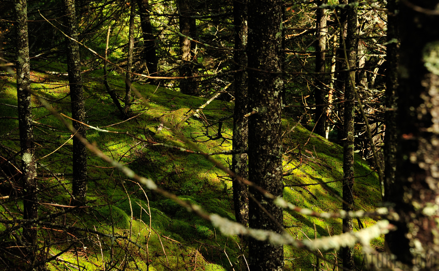 Hike up Mt. Cabot [122 mm, 1/400 sec at f / 8.0, ISO 1600]